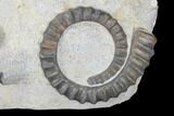 Three Devonian Ammonites (Anetoceras) with Four Trilobite Heads #87250-3